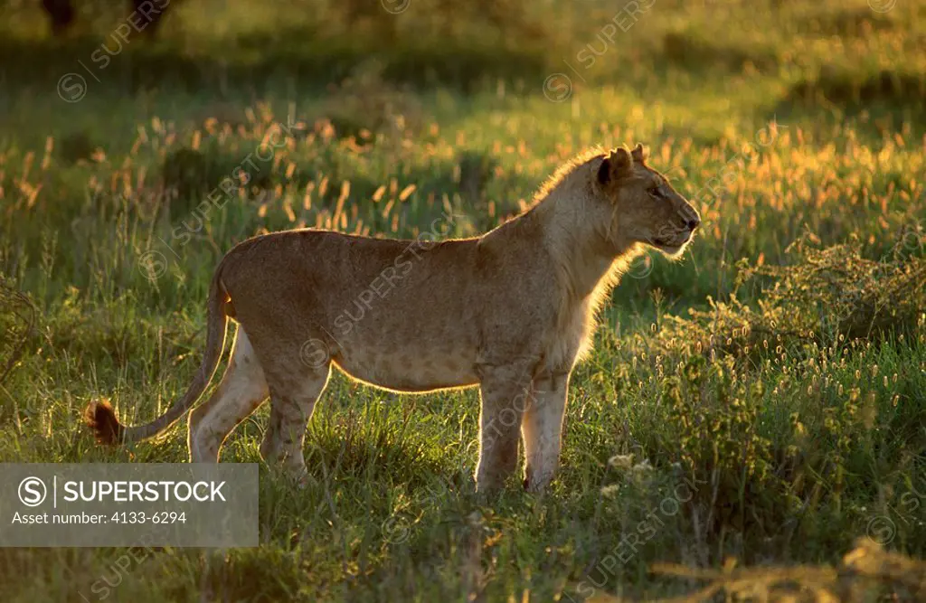 Lion,Panthera leo,Serengeti NP,Tanzania,Africa,adult female