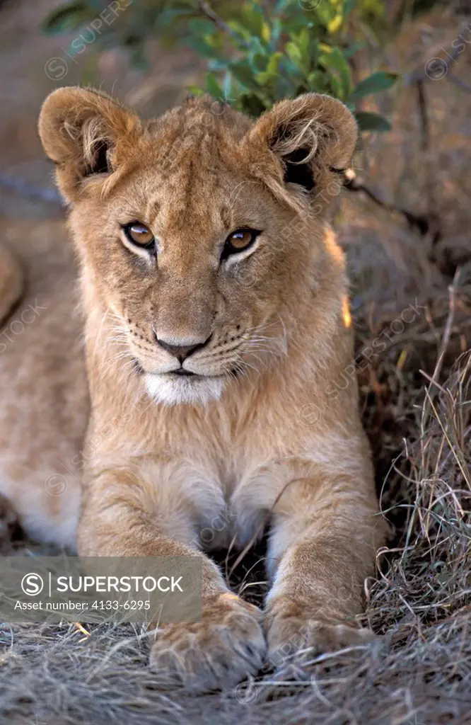 Lion,Panthera leo,Masai Mara,Kenya,Africa,cub portrait