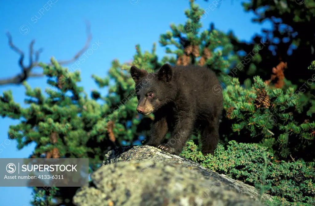 Black Bear,Ursus americanus,Montana,USA,young male on ground