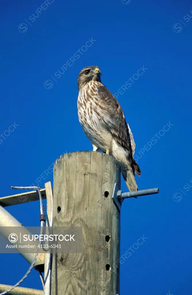 Cooper`s Hawk,Accipiter cooperii,Sanibel Island,Florida,USA,adult on branch