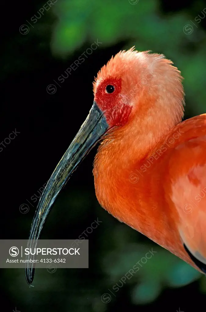 Scarlet Ibis,Eudocimus ruber,South America,adult portrait