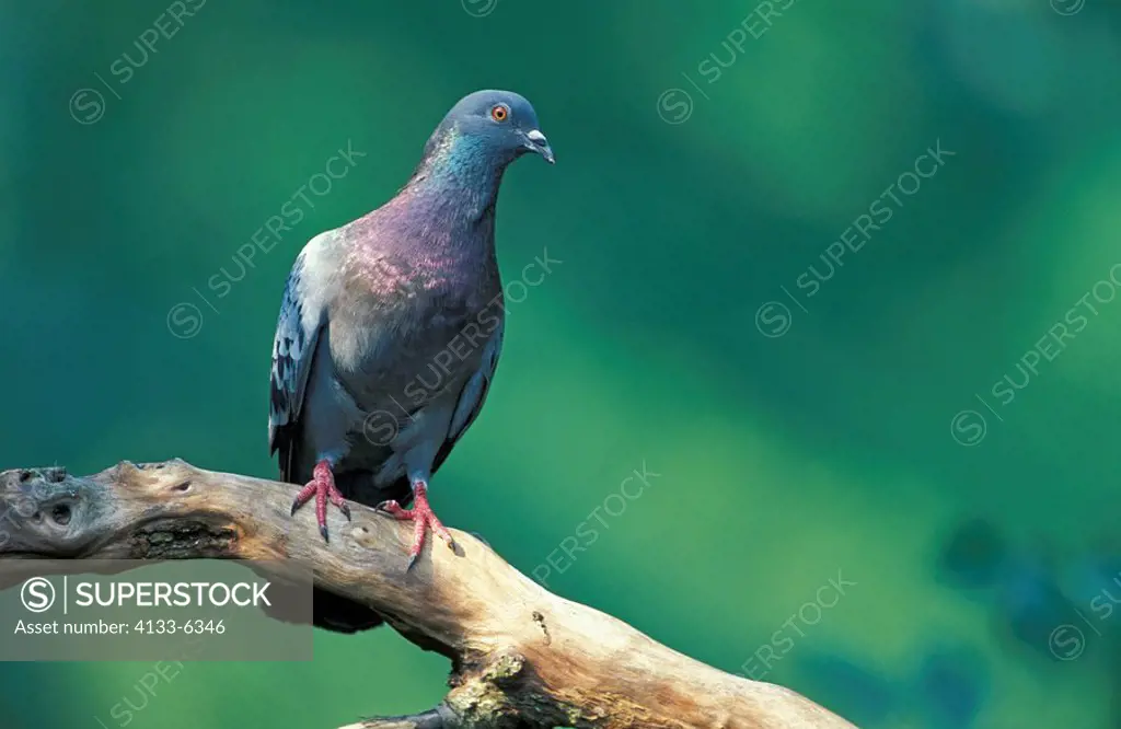 Feral Pigeon,Columba livia,Germany,Europe,adult on tree