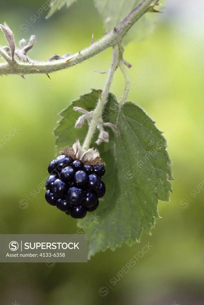 Blackberry, Rubus fruticosus, Germany, fruit berry