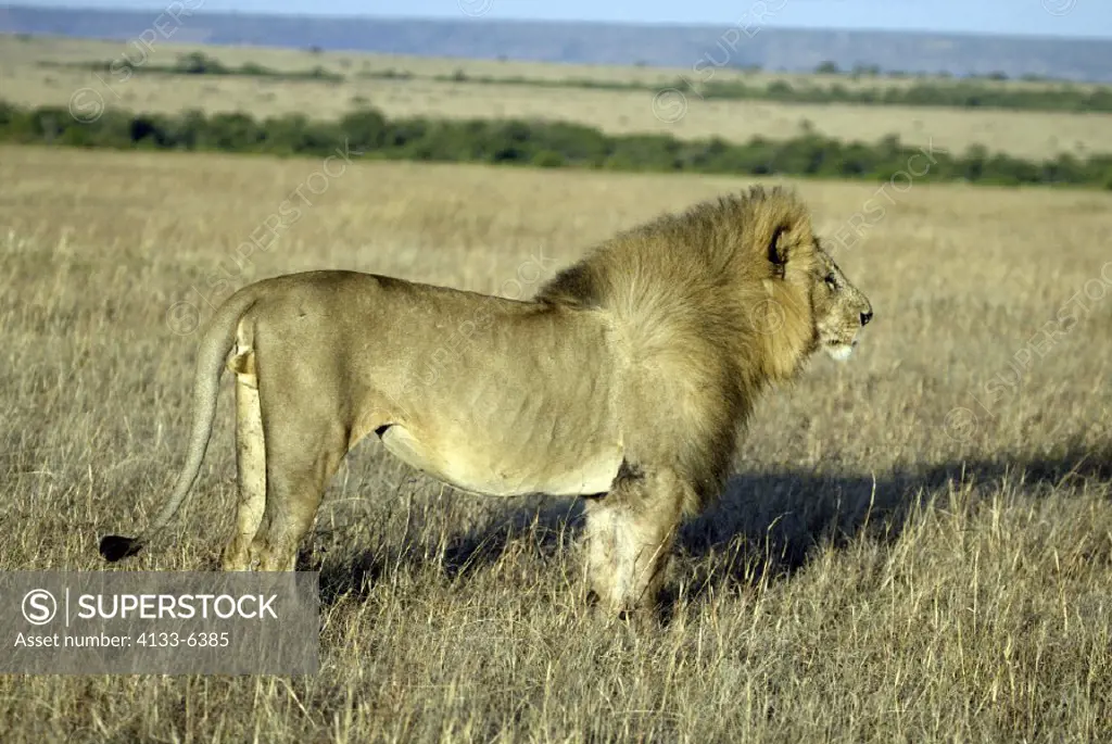 Lion, Panthera leo, Masai Mara, Kenya, adult male