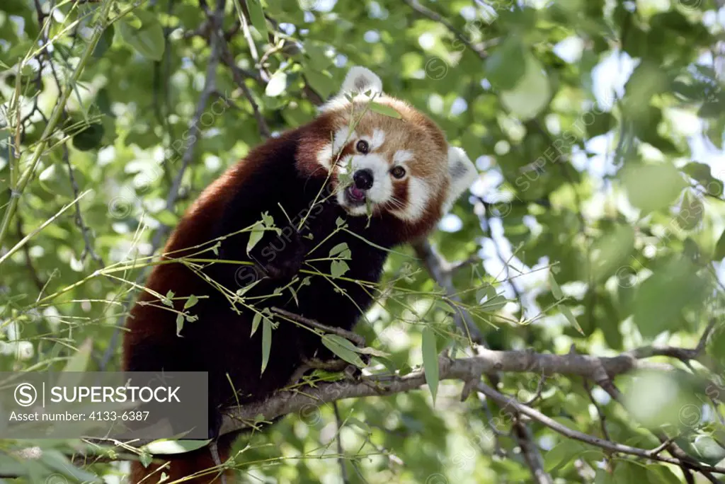 Red Panda Ailurus fulgens fulgens Asia