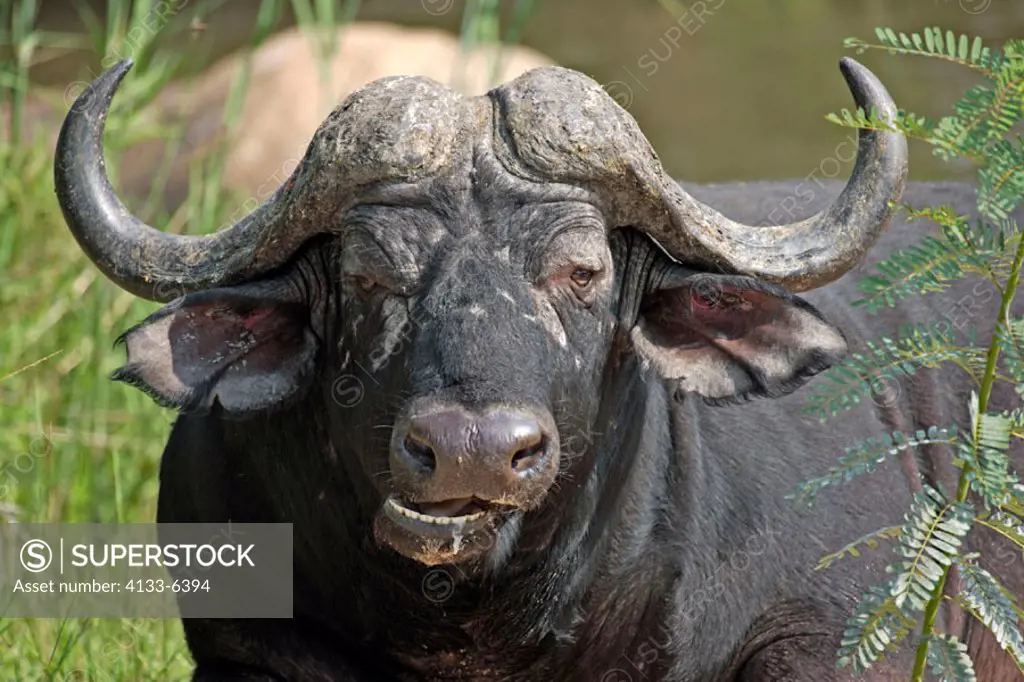 African Buffalo, Syncerus caffer, Sabie Sand Game Reserve, South Africa , Africa, adult resting
