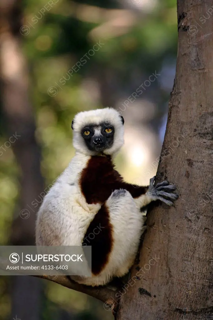 Verreaux`s Sifaka, Propithecus verreauxi coronatus, Madagascar, adult on tree