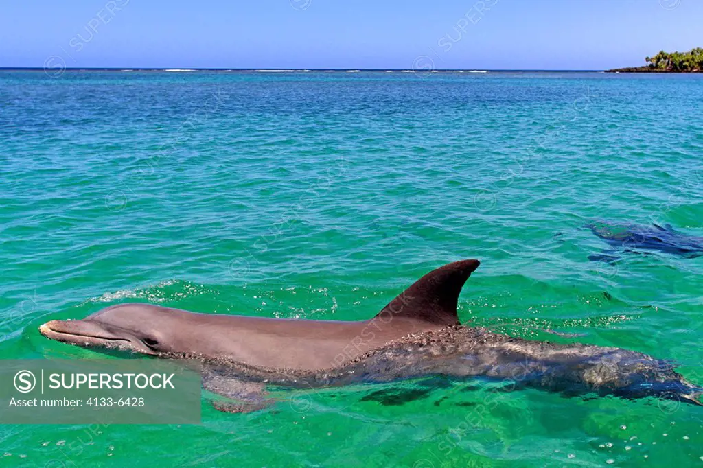 Bottle_nosed Dolphin,Bottle Nosed Dolphin,Bottle Nose Dolphin,Tursiops truncatus,Roatan,Honduras,Caribbean,Central America,Lateinamerica,adults swimmi...