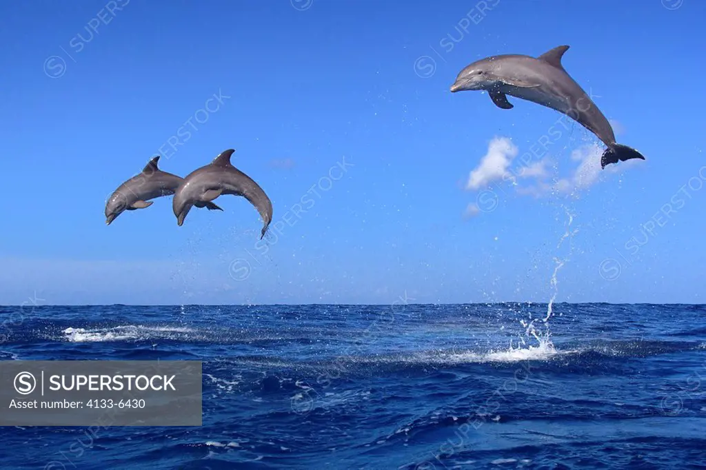 Bottle_nosed Dolphin,Bottle Nosed Dolphin,Bottle Nose Dolphin,Tursiops truncatus,Roatan,Honduras,Caribbean,Central America,Lateinamerica,three adults ...