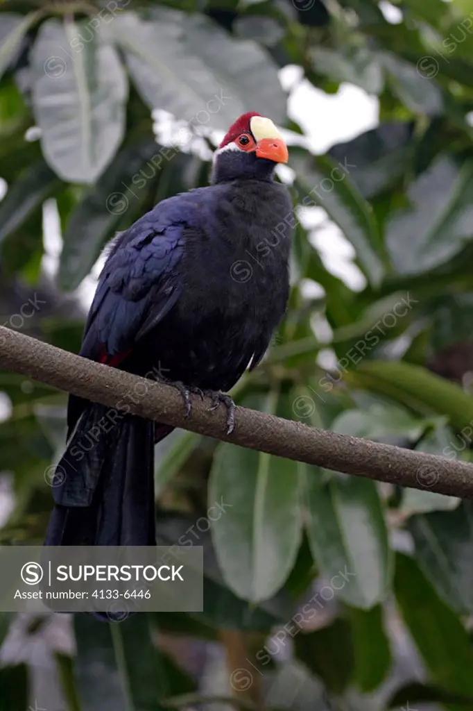 Violaceous Turaco, Musophaga violacea, West Africa, adult on tree