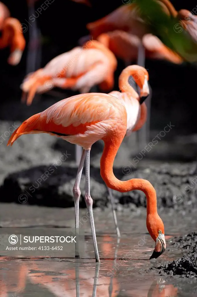 American Flamingo,Phoenicopterus ruber ruber,South America,adult,feeding