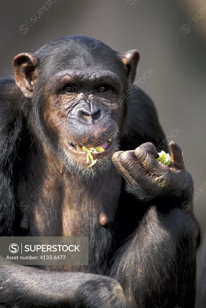 Chimpanzee , Pan troglodytes , Africa , Adult  Feeding , Portrait ,
