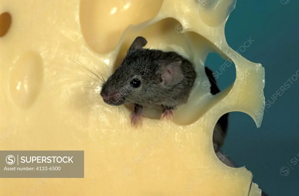 House Mouse,Mus musculus,Germany,adult feeding on cheese