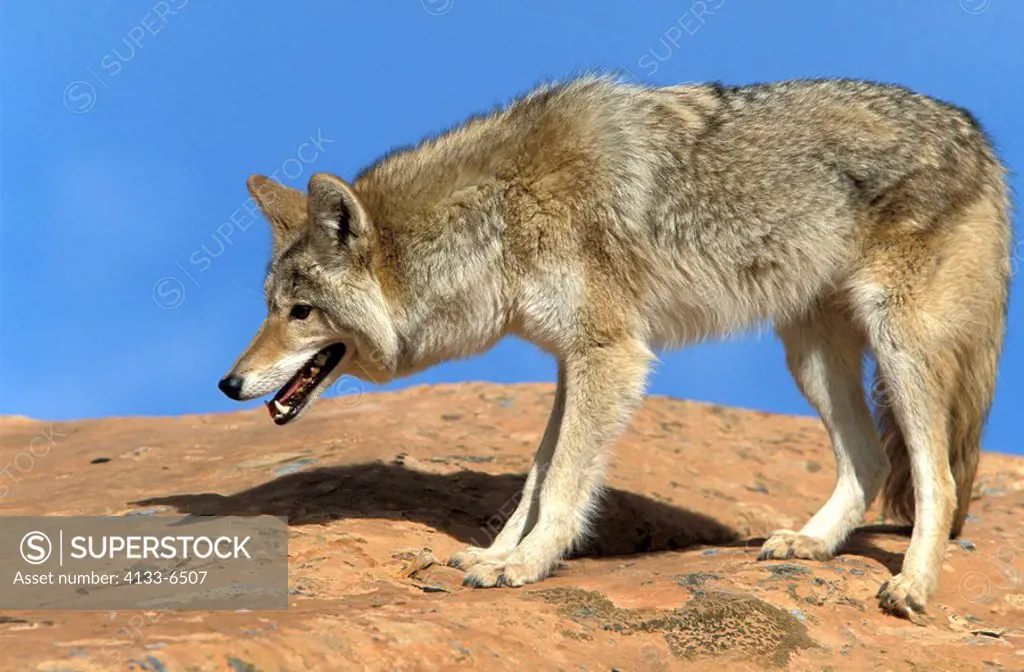 Coyote,Canis latrans,Bryce Canyon,Utah,USA,adult on rock