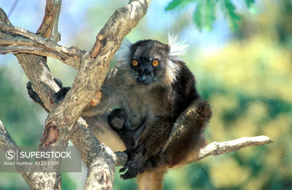 Black Lemur,Lemur macaco,Nosy Komba,Madagascar,Africa,adult female with young on tree