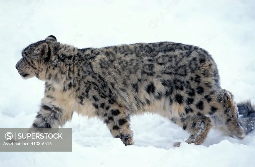 Snow Leopard,Uncia uncia,Asia,adult in snow