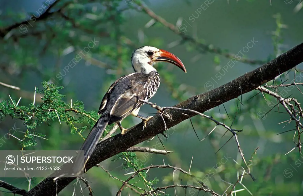 Red-Billed Hornbill,Tockus erythrorhynchus,Samburu game Reserve,Kenya,Africa,adult,adults,on tree,on trees