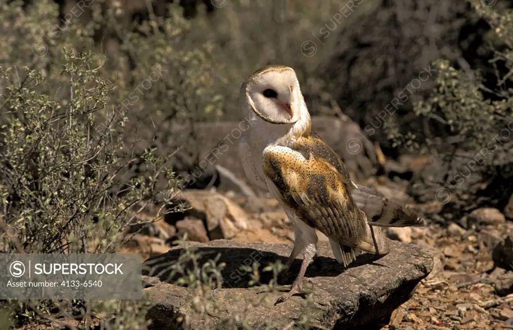 Barn Owl,Tyto alba,Sonora Desert,Arizona,USA,adult