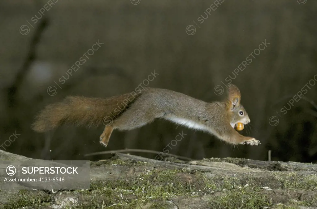 Red Squirrel , Sciurus vulgaris , Germany , Adult with hazelnut jumping