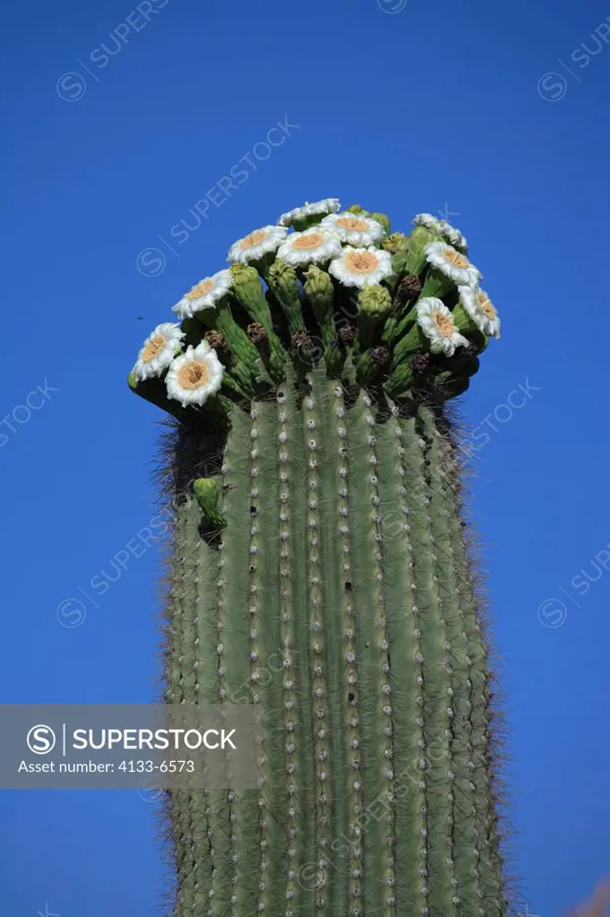 Saguaro Cactus,Carnegia gigantea,Sonora Desert,Arizona,USA,America ,bloom
