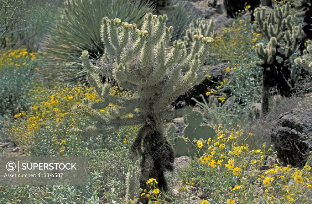 Teddy Bear Cholla , Opuntia bigelovii , Sonora Desert , Arizona , USA , America , cactus