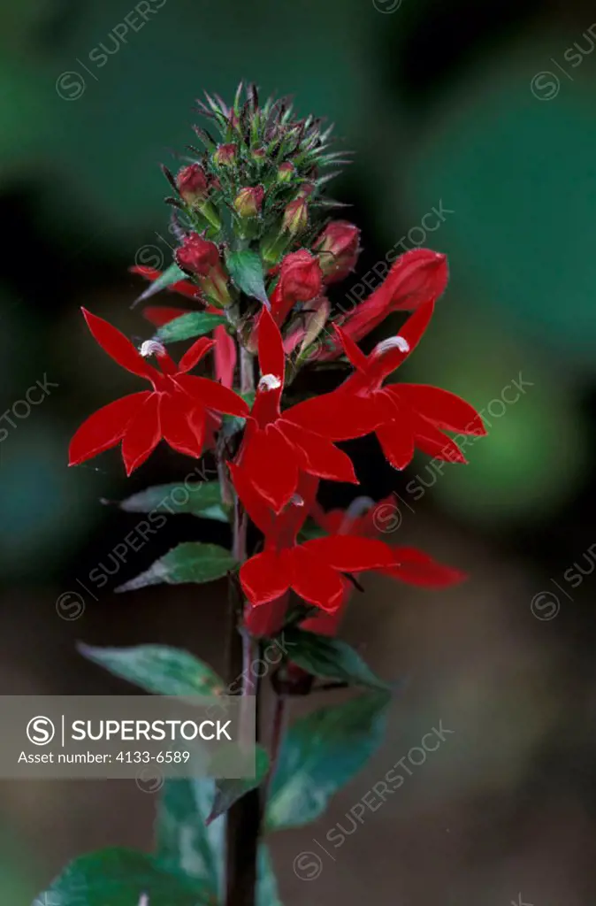 Scarlet lobelia,  Lobelia fulgens, Germany, bloom