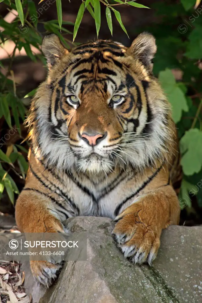 Sumatran Tiger, Panthera tigris sumatrae, tiger, tigers, animal, animals, mammal, mammals, predators, carnivores, Zoology, Nature, wild, wildlife, out...