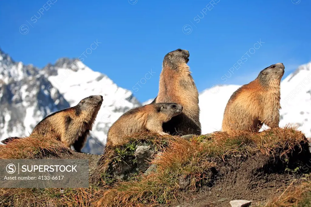 Alpine Marmot,Marmota marmota,Grossglockner Massif,National Park Hohe Tauern,Austria,Alps,Europe,adult,resting,with youngs,social behaviour,Portrait