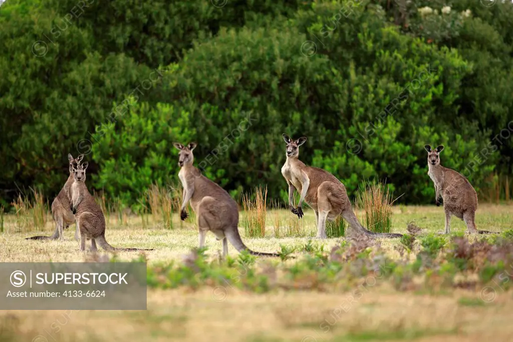 Eastern Grey Kangaroo,Macropus giganteus,Wilson Promontory Nationalpark,Australia,adult group