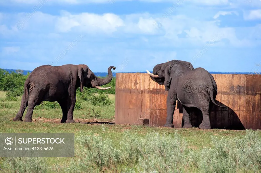 African Elephant,Loxodonta africana,Kruger Nationalpark,South Africa,Africa,two adults drinking at drinking trough