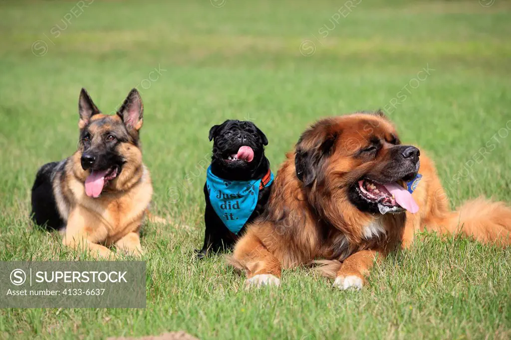 German beardog,pug,german sheperd,canis familiaris,Germany,Europe,adult german beardog and pug and german sheperd sitting in meadow