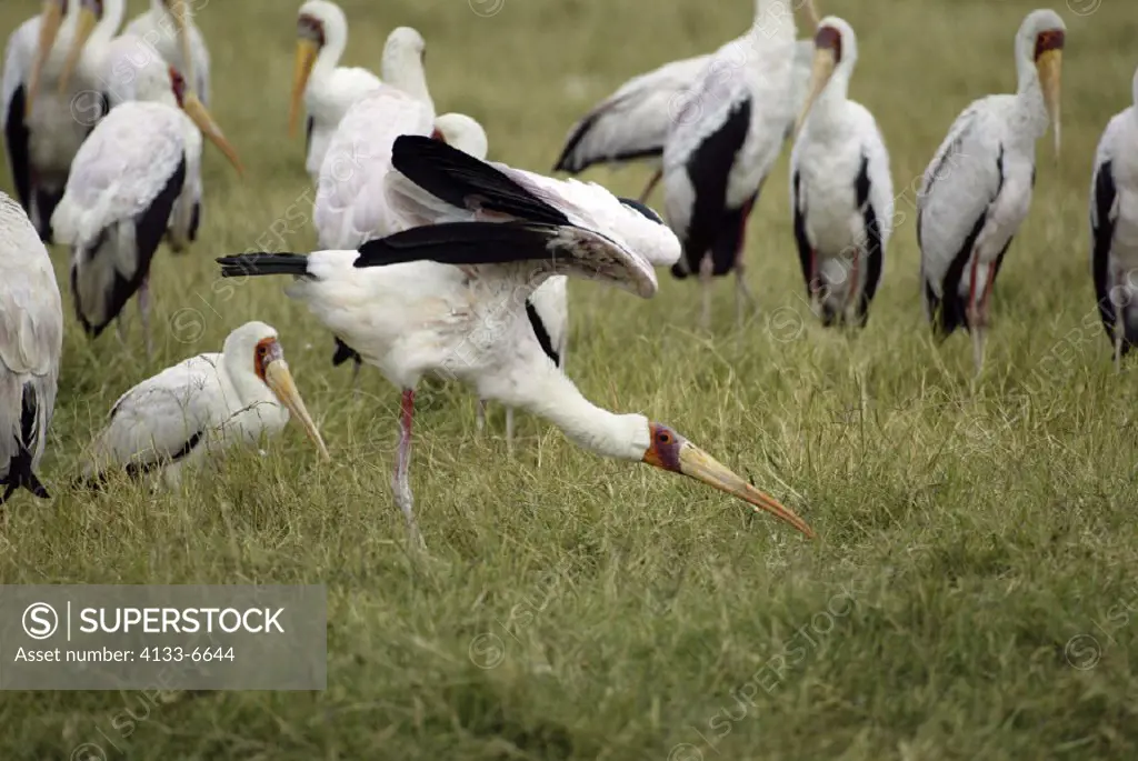 Yellow-Billed Stork Ibis ibis Lake Nakuru Kenya