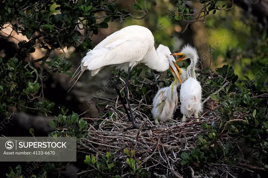 Great White Egret,Egretta alba,Florida,USA,youngs with mother feeding on tree in nest