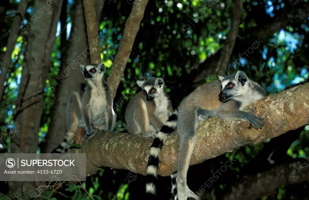 Ring-Tailed Lemur,Lemur catta,Berenty Game Reserve,Madagascar,Africa,group of adults on tree