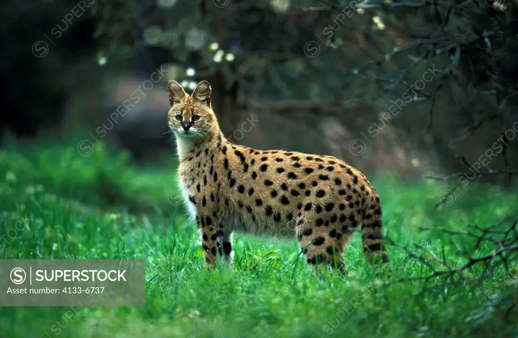 Serval,Felis serval,Africa,adult alert