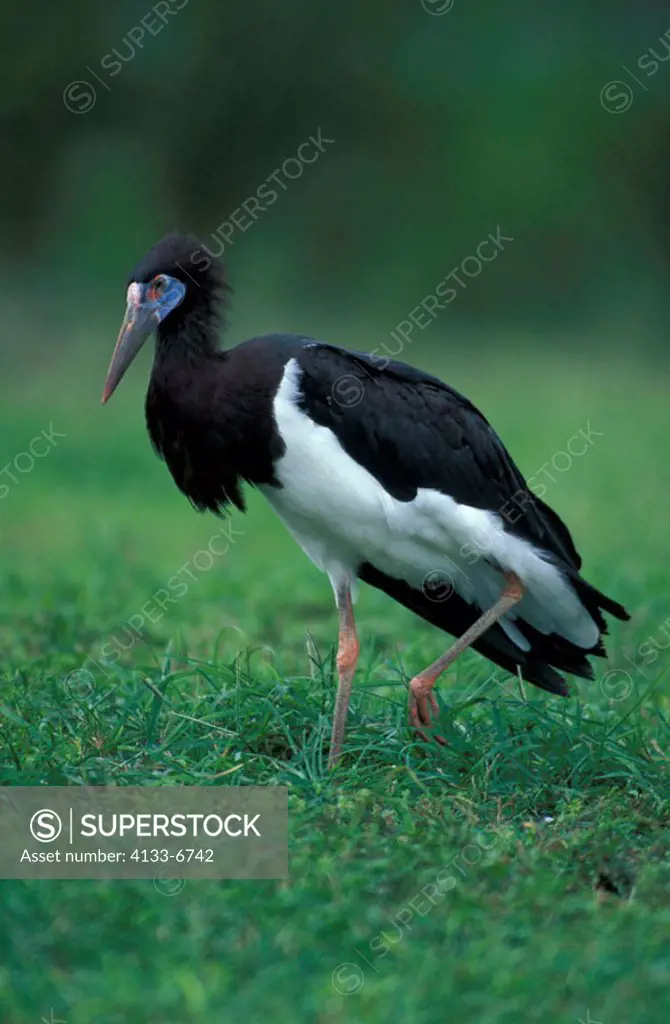 Abdims`s Stork, Ciconia abdimii, Africa, adult