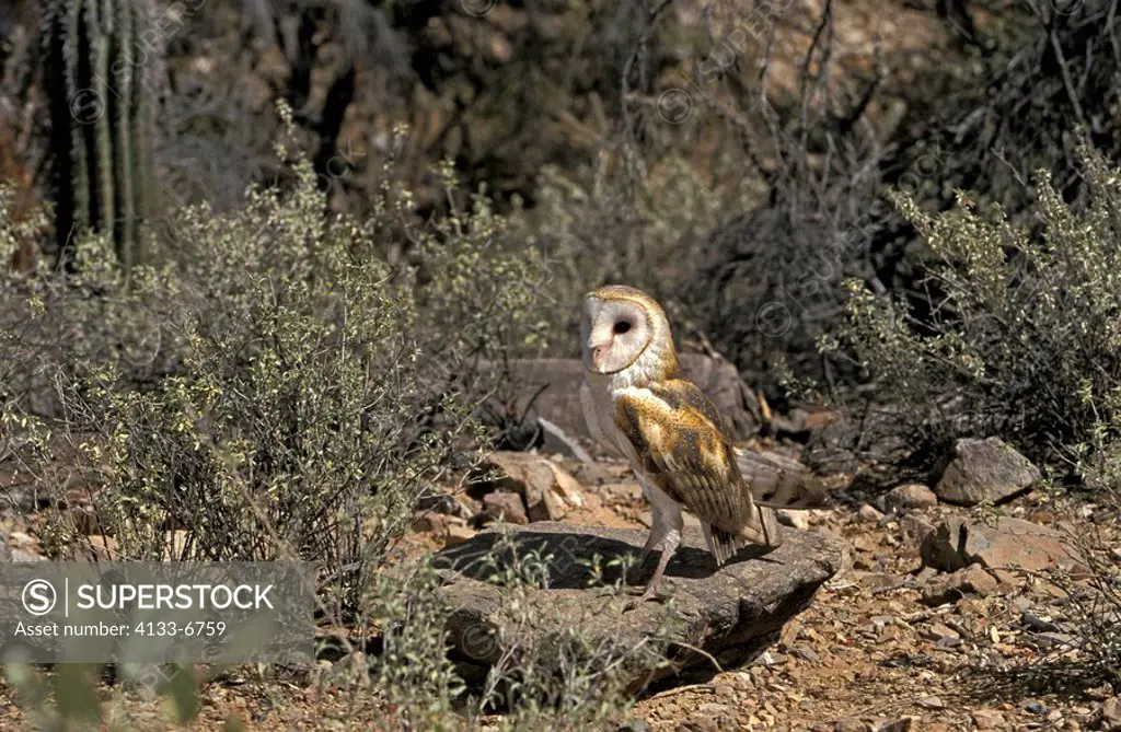 Barn Owl,Tyto alba,Sonora Desert,Arizona,USA,adult