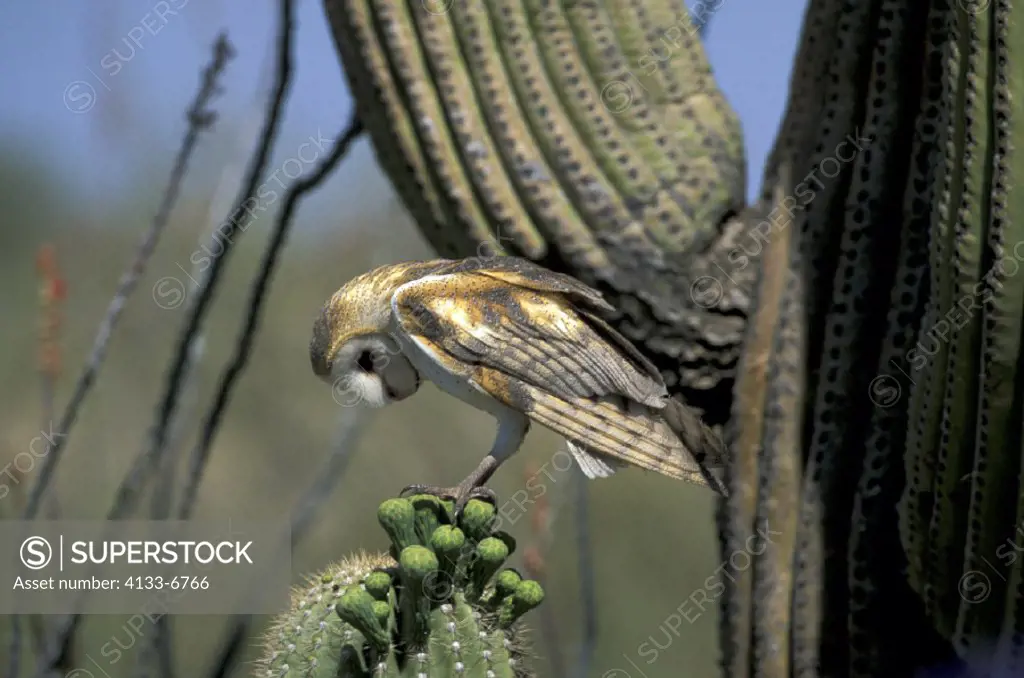 Barn Owl , Tyto alba , Sonora Desert , Arizona , USA , America , adult on top of Sagoaro cactus