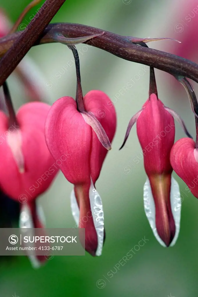 Bleeding heart,Dicentra spectabilis,Germany,blooming flower