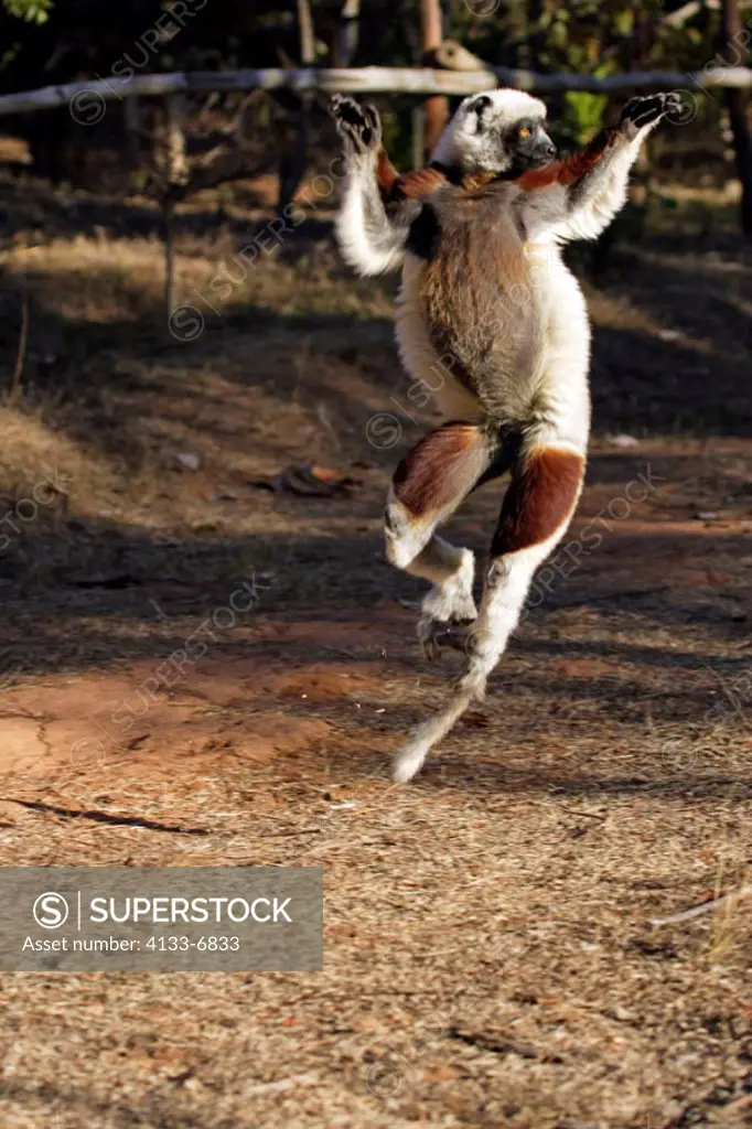 Verreaux`s Sifaka, Propithecus verreauxi coronatus, Madagascar, adult dancing