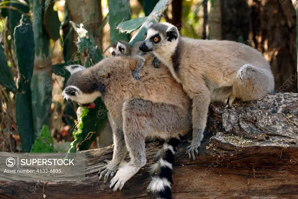 Ring Tailed Lemur, Lemur catta, Berenty Game Reserve, Madagascar, adult female with young portrait