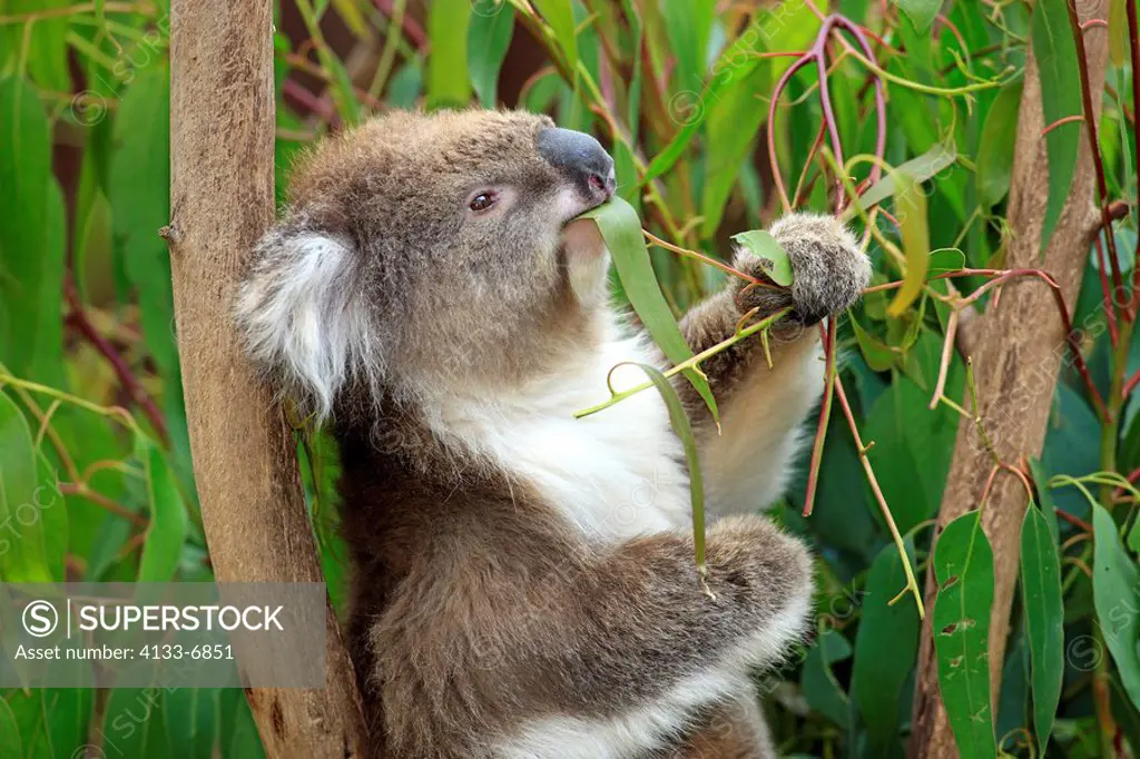 Koala,Phascolarctos cinereus,Australia,adult portrait feeding Eucalyptus on tree