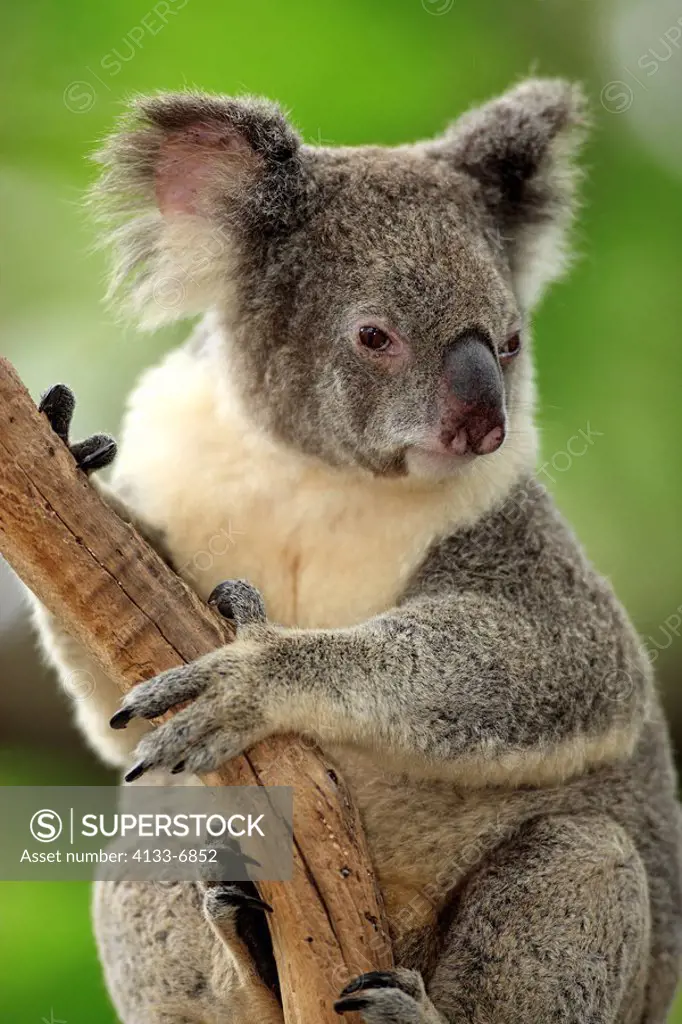 Koala,Phascolarctos cinereus,Australia,adult portrait on tree