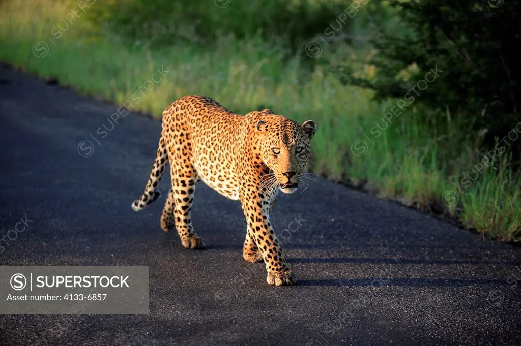 Leopard,Panthera pardus,Kruger Nationalpark,South Africa,Africa,adult walking on road