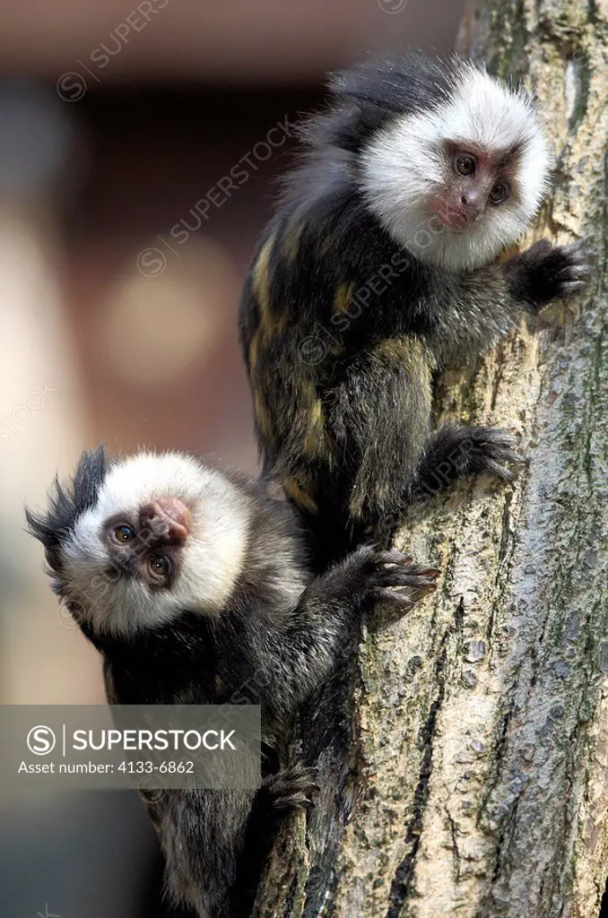White_Headed Marmoset,Tufted_Ear Marmoset,Geoffroy`s Marmoset,Callithrix geoffroyi,Brazil,South America,young brothers and sisters on tree