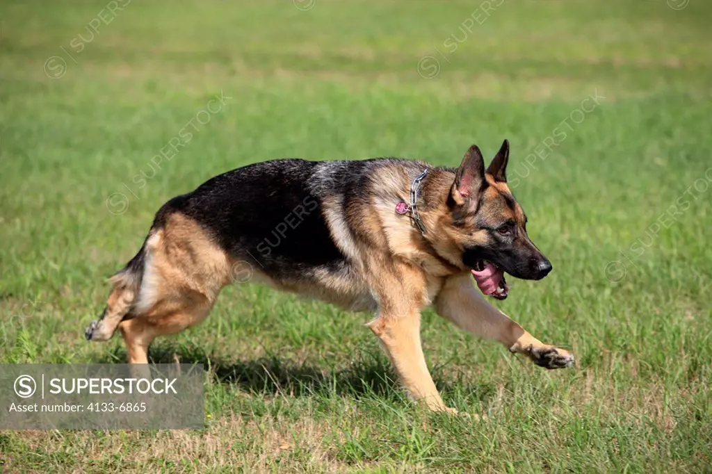German shepherd,canis familiaris,Germany,Europe,adult shepherd running