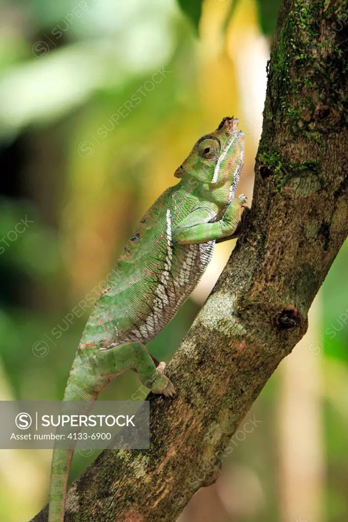 Chamaeleon Furcifer balteatus, Furcifer balteatus, Madagascar, adult male on tree