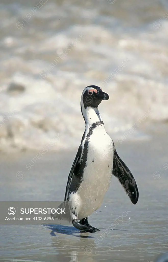 Jackass Penguin Spheniscus demersus Boulders Cape Peninsula South Africa