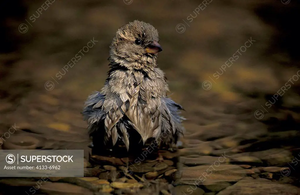 House Sparrow Passer domesticus Germany Europe