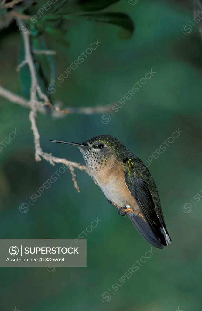 Calliope-Hummingbird Stellula calliope Sonora Desert Arizona USA